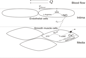 “Diagram of endothelium-derived relaxing factor (nitric oxide) regulation in blood vessels.”