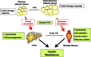 Scientific diagram showing how free fatty acids move into portal circulation and systemic circulation, causing insulin resistance.