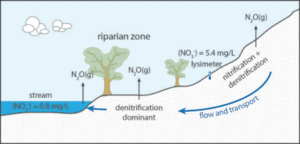 Diagram showing nitric oxide signaling causing smooth-muscle relaxation and vessel dilation