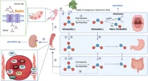 Fluorescence micrograph of oral Neisseria bacteria associated with nitrate reduction