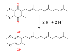 “Bidirectional conversion between ubiquinone (oxidized) and ubiquinol (reduced)