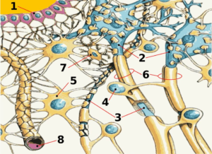 Diagram of tight junctions forming the blood–brain barrier