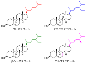 Comparison of cholesterol and plant sterols