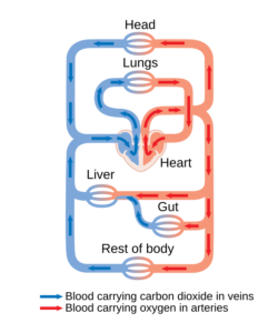  Anatomical illustration of heart and major blood vessels showing circulation