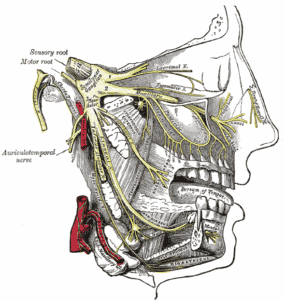 “Anterior view of cranial arteries from Gray’s Anatomy”