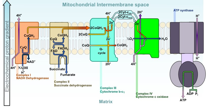Diagram of the mitochondrial electron transport chain with complexes I–IV and ATP synthase.”