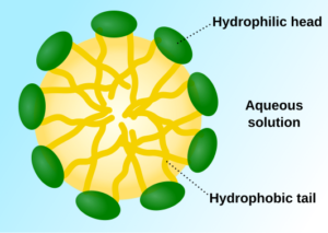 Micelle diagram illustrating how oatmeal and cholesterol interactions reduce absorption.”