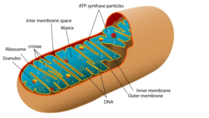 Labeled diagram of a mitochondrion showing outer/inner membranes, cristae, and matrix.”