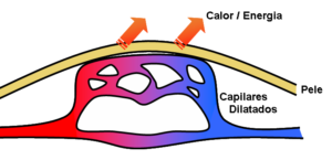 Schematic showing blood vessel smooth muscle relaxation during vasodilation