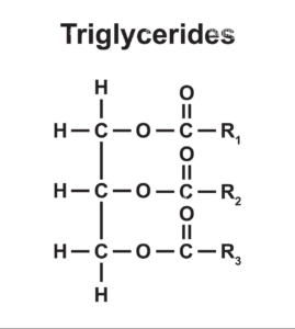 Basic triglyceride molecular structure