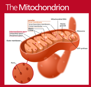 “Labeled diagram of a mitochondrion showing inner membrane and cristae”