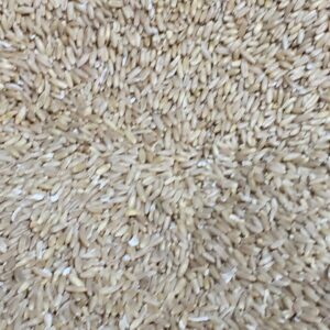 Close-up of oat grains