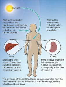 Vitamin D synthesis pathway from UVB exposure
