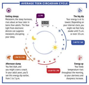 Circular graphic of a typical teenager’s 24-hour circadian rhythm showing energy peaks and sleepiness windows.