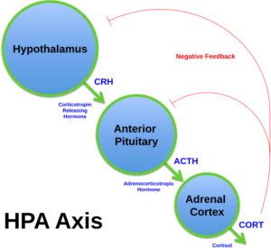Diagram of the hypothalamic–pituitary–adrenal (HPA) axis showing CRH → ACTH → cortisol pathway and negative feedback.