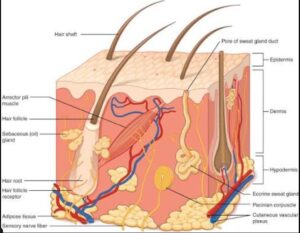 “Labeled cross-section diagram showing epidermis, dermis and hypodermis layers of human skin”
