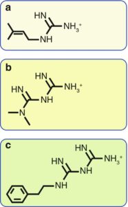“Schematic of metformin’s mechanism including AMPK activation”