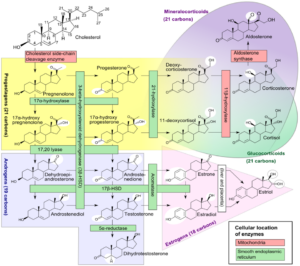 Pathway diagram showing enzymes and steps in human steroidogenesis leading to cortisol and other adrenal steroids.