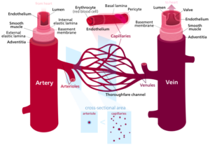 Diagram of arteries, veins, and capillaries