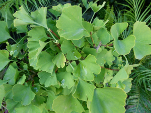 “Green Ginkgo biloba leaves.”