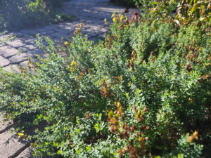 “Blooming St. John’s wort plant.”