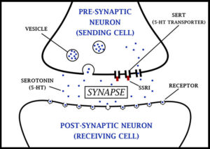 Diagram illustrating how SSRIs block serotonin reuptake to increase signaling between neurons