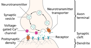 Simple schematic of a chemical synapse showing neurotransmitter release and reuptake