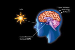 24-hour circadian rhythm chart showing melatonin, alertness, and body temperature cycles.