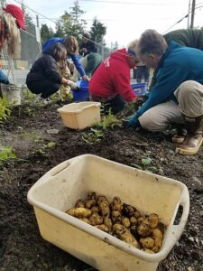 Volunteers harvesting potatoes together in a community garden.