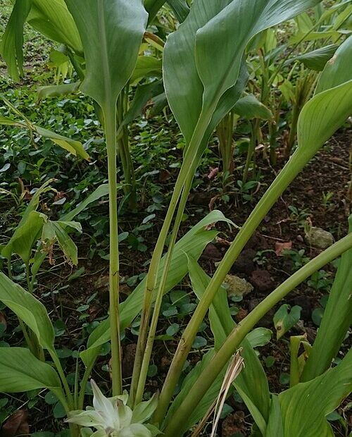 Close-up of turmeric (Curcuma longa) rhizomes and plant, source of curcumin