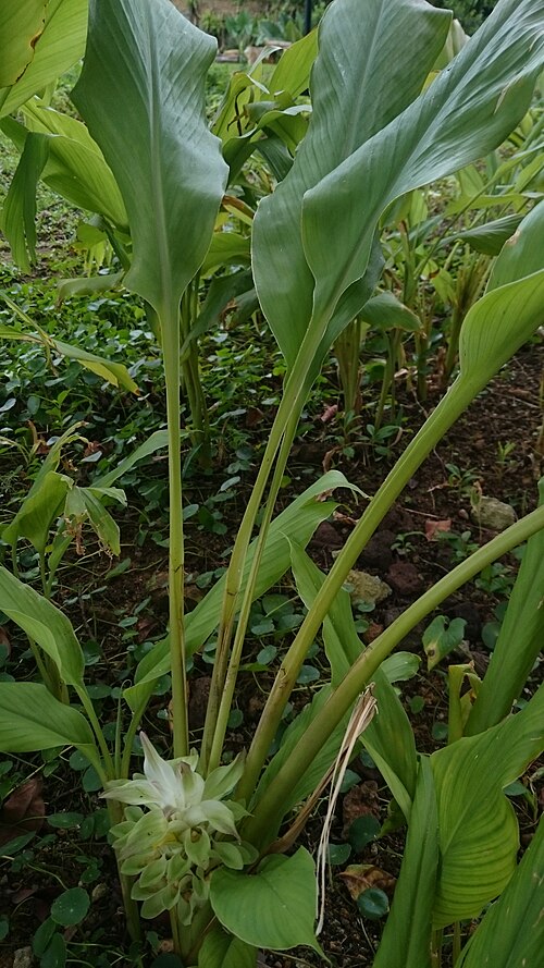 Close-up of turmeric (Curcuma longa) rhizomes and plant, source of curcumin