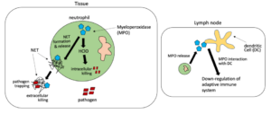 Myeloperoxidase (MPO) pathway showing how green pigment appears in mucus