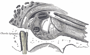 Gray’s Anatomy plate of middle ear showing the Eustachian tube pathway