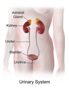 Labeled diagram of the female urinary system explaining causes of cloudy urine in women.