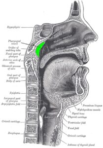 : Sagittal head diagram labeling the pharyngeal tonsil (adenoid) in the nasopharynx