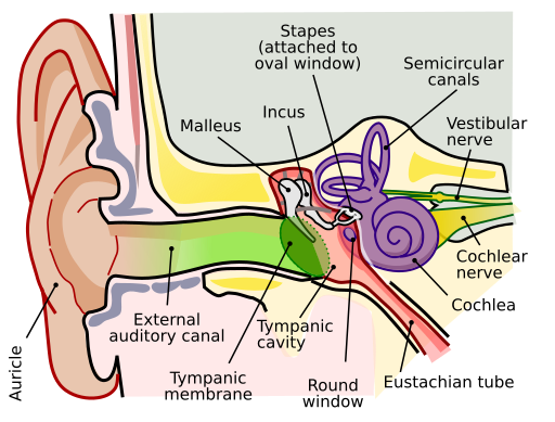 human ear anatomy diagram showing the eustachian tube, middle ear, and inner ear