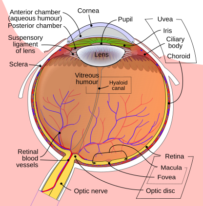 Cross-section schematic of the human eye showing cornea, lens, vitreous, and retina.