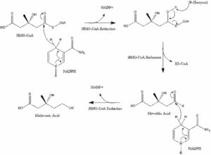 “HMG-CoA to mevalonate pathway—target of statins in cholesterol synthesis”
