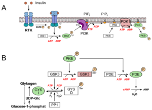Diagram showing insulin and glycogen regulation in the human body