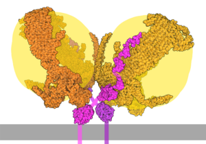 “LDL cholesterol particle showing ApoB-100 on the surface, molecular illustration”