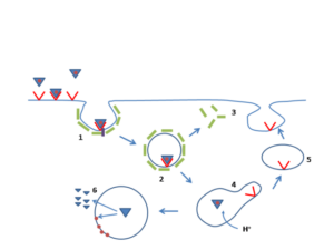 “LDL receptor pathway showing receptor-mediated endocytosis in the liver”