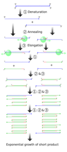 “PCR amplification diagram showing DNA primers and exponential cycles”