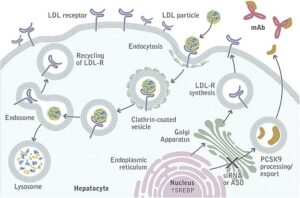 “How PCSK9 inhibitors preserve LDL receptors to lower LDL cholesterol”