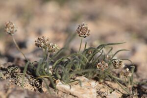 “Plantago ovata (psyllium) showing seeds used to make soluble fiber husk.”