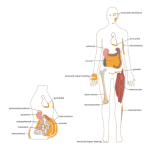“Diagram of subcutaneous versus visceral fat and typical distribution across the body”
