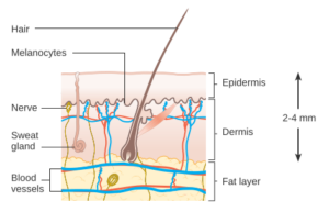 “Skin cross-section showing epidermis, dermis, and subcutaneous fat layer”