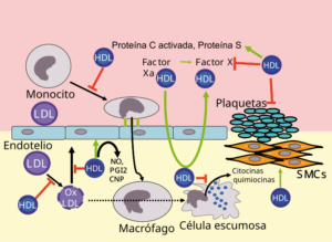 High-density lipoprotein HDL diagram showing reverse cholesterol transport for better cholesterol to HDL ratio