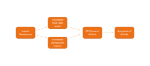 Insulin resistance diagram explaining link to triglyceride to HDL ratio and cardiovascular risk