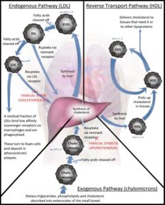 Diagram of lipoprotein metabolism with chylomicrons VLDL LDL HDL pathways relevant to cholesterol to HDL ratio