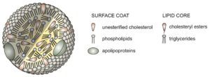 Structure of a lipoprotein particle showing core lipids and apolipoproteins related to HDL and LDL